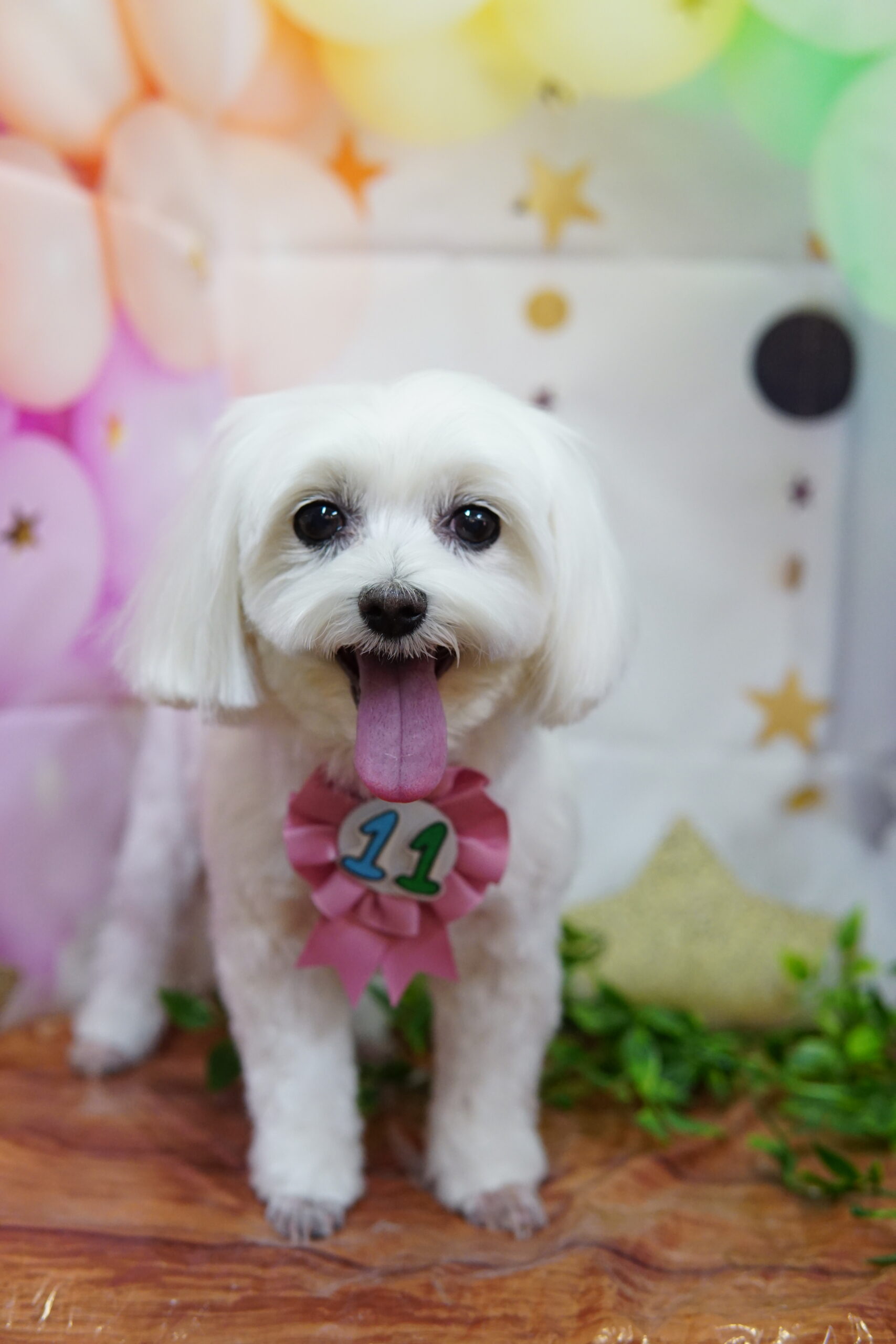 【10月】定休日のお知らせ | Clip & Dip｜横浜市中区・南区のトリミングサロン、ペットホテル