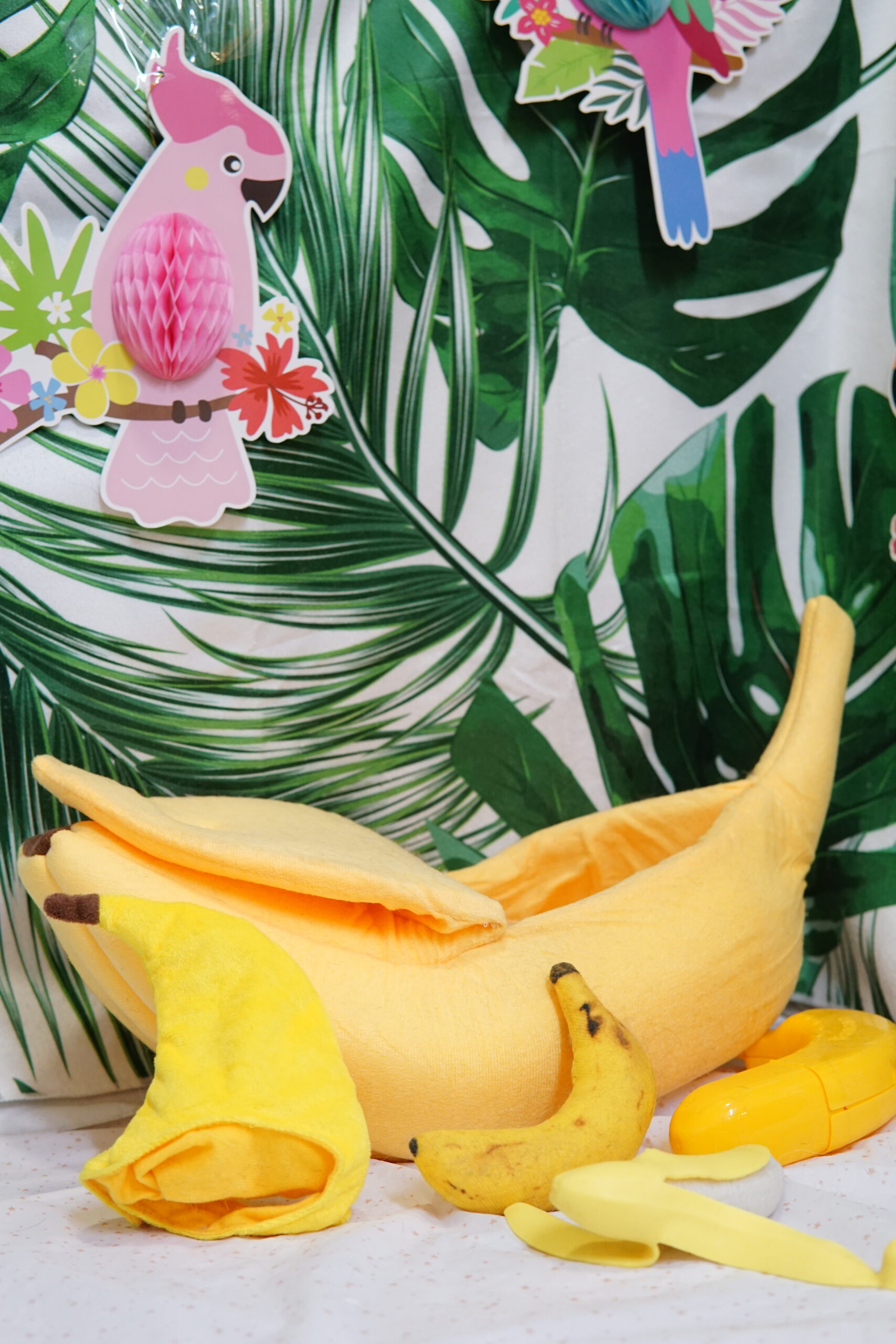 【8月】撮影背景のご紹介 | Clip & Dip｜横浜市中区・南区のトリミングサロン、ペットホテル